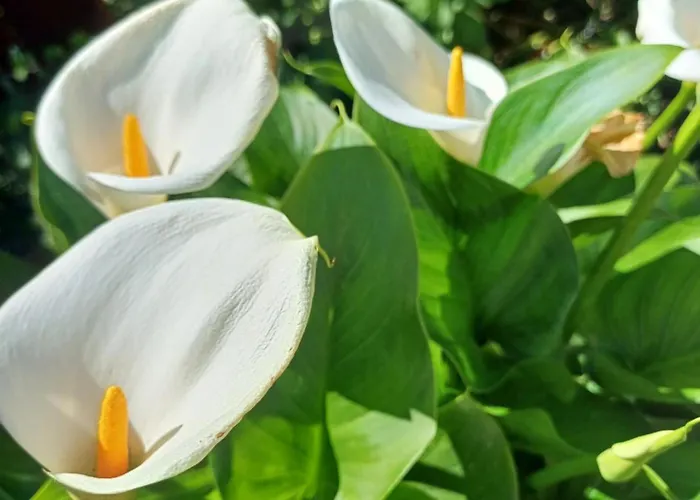 Apartamento Unter Dem Sonnberg